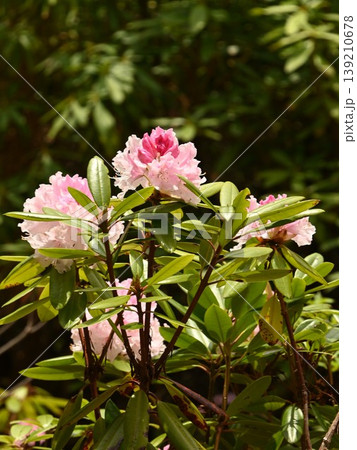 満開のシャクナゲの花 139210678