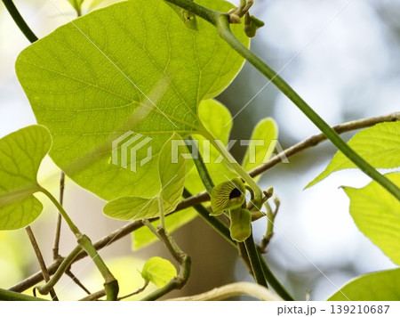 若葉を広げ花を付けるオオバウマノスズクサ 139210687