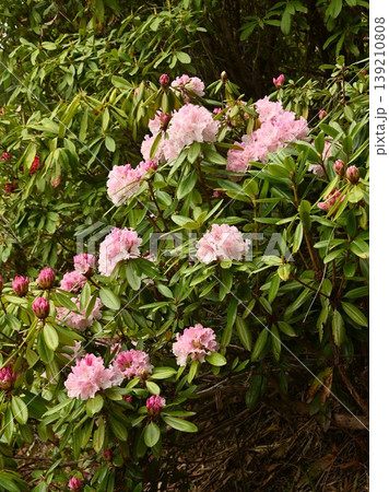 満開のシャクナゲの花 満開のシャクナゲの花 139210808