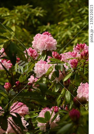満開のシャクナゲの花 満開のシャクナゲの花 139210815
