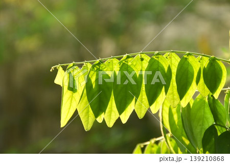 star gooseberry leaf hanging from branch with sunlight on sunset in garden star gooseberry leaf hanging from branch with sunlight on sunset in garden 139210868