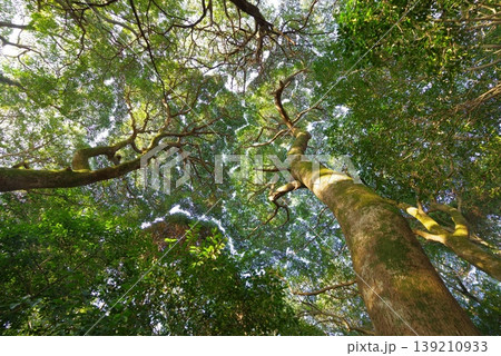 みなぎる命、芽吹く新緑 みなぎる命、芽吹く新緑 139210933