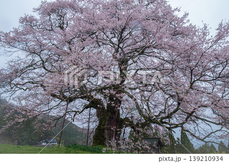 千年桜、醍醐桜の圧倒的パワー 139210934