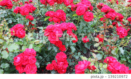 Vibrant Red Roses in Garden Bloom 139210972
