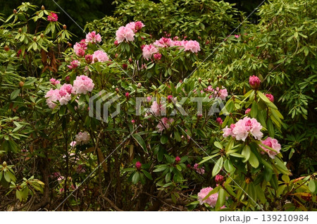 満開のシャクナゲの花 満開のシャクナゲの花 139210984