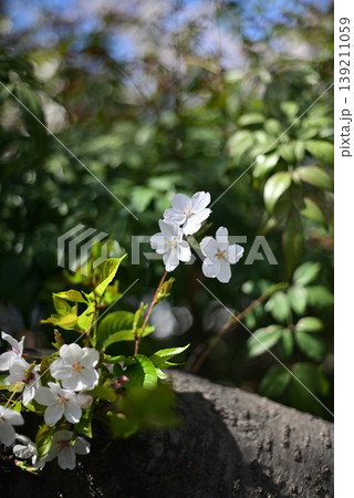 瑞々しい若葉と幹から顔を出す白い桜の花 瑞々しい若葉と幹から顔を出す白い桜の花 139211059