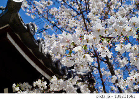 日本の寺院の瓦屋根と青空に映える桜 139211063