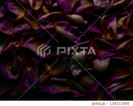 vibrant purple rose petals scattered in moody dark cascade evoking romantic melancholy perfect for ethereal wallpaper or luxurious banner with subtle copy space vibrant purple rose petals scattered in moody dark cascade evoking romantic melancholy perfect for ethereal wallpaper or luxurious banner with subtle copy space 139211095