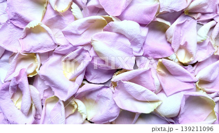 soft pink rose petals scattered in ethereal closeup dreamy floral texture for romantic wallpaper or beauty banner 139211096