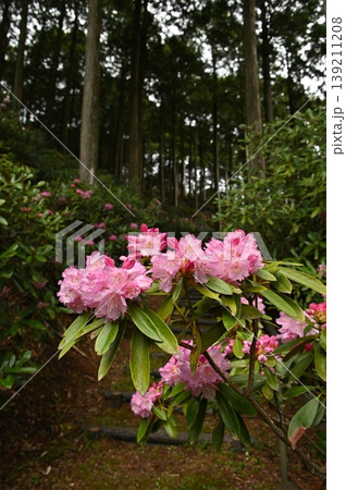 シャクナゲの花 シャクナゲの花 139211208