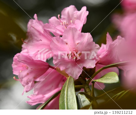 ピンクのシャクナゲの花 ピンクのシャクナゲの花 139211212