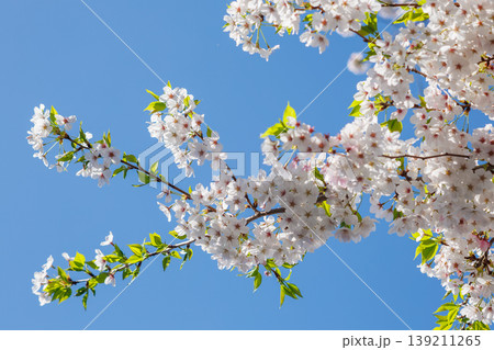 青空に映える桜 139211265
