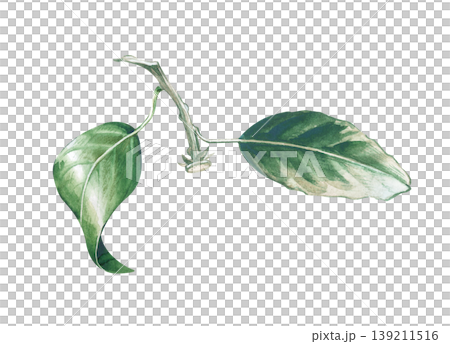 A botanical watercolor illustration of a citrus branch with a green leaves and peduncle on an isolated background. Realistic clipart for creating wreaths, framing menus, designing eco-friendly 139211516