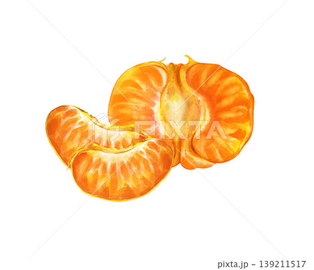 Watercolor illustration of a peeled tangerine or mandarin orange on an isolated background. One large half-section of the fruit alongside two separate, juicy segments. Realistic clipart is perfect for 139211517