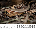 落ち葉の上で休むニホントカゲ 婚姻色 139211545