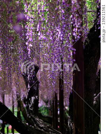 岡崎公園 五万石藤の花 岡崎公園 五万石藤の花 139211561