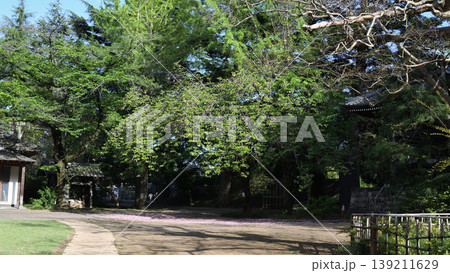 寺の境内に広がる新緑と木々の風景 139211629