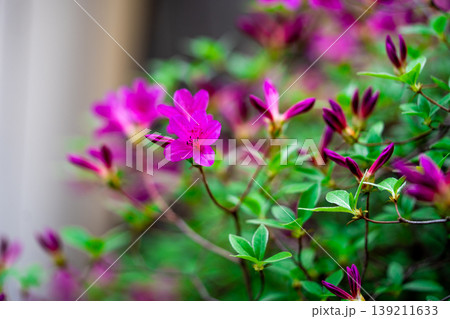 Blooming pink Azalea Ericaceae flowers, rhododendron flower macro, South Korea Blooming pink Azalea Ericaceae flowers, rhododendron flower macro, South Korea 139211633