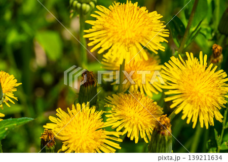 Yellow dandelion flowers Taraxacum officinale. Dandelion on spring sunny day Yellow dandelion flowers Taraxacum officinale. Dandelion on spring sunny day 139211634