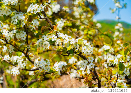 Bloosoms of the Nashi pear, Pyrus pyrifolia, in spring Bloosoms of the Nashi pear, Pyrus pyrifolia, in spring 139211635