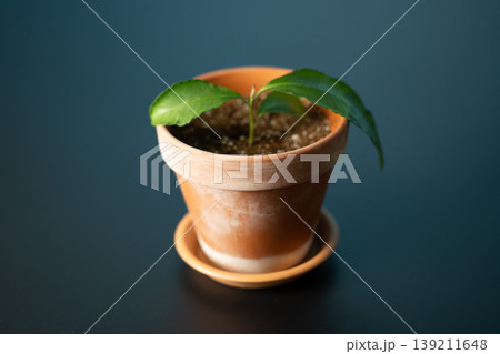 Camellia sinensis in flower pot on a dark background, home decor concept Camellia sinensis in flower pot on a dark background, home decor concept 139211648