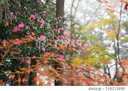 地元で愛される紅葉の名所京都府亀岡市神蔵寺を撮影 139211690