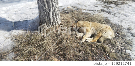Light-brown stray dog curls up for a nap on a patch of dry grass at the base of a tree. The surrounding ground is covered in melting snow, capturing a quiet moment in early spring Light-brown stray dog curls up for a nap on a patch of dry grass at the base of a tree. The surrounding ground is covered in melting snow, capturing a quiet moment in early spring 139211741