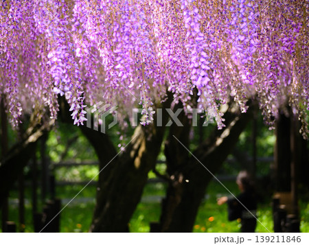 岡崎公園　五万石藤の藤の花 139211846