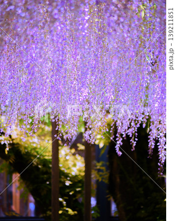 岡崎公園 五万石藤の藤の花 岡崎公園 五万石藤の藤の花 139211851