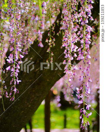 岡崎公園　五万石藤の藤の花 139211853