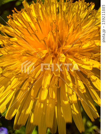 Bright yellow dandelion flower blooms in the garden during sunny spring day 139211885