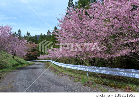 稲叢山の麓で咲く遅咲きの桜 高知県土佐町 稲叢山の麓で咲く遅咲きの桜 高知県土佐町 139211953