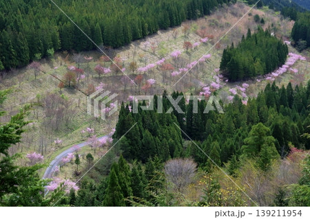 桜咲く稲村ダムの石切り場 高知県土佐町 桜咲く稲村ダムの石切り場 高知県土佐町 139211954