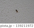 白絨毯を這うハンミョウ 139211972
