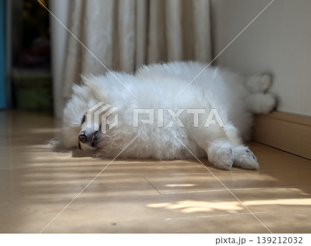 窓辺のブラインド越しの光を浴びてフローリングでお昼寝するポメラニアン 窓辺のブラインド越しの光を浴びてフローリングでお昼寝するポメラニアン 139212032