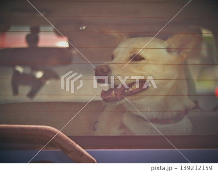 車のリアウインドウから外を見る犬 車のリアウインドウから外を見る犬 139212159