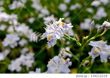 シャガの花 139212229