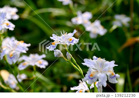 シャガの花 139212230