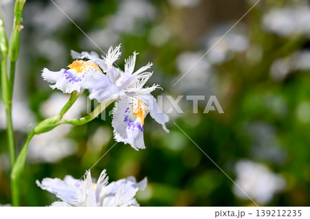 シャガの花 139212235