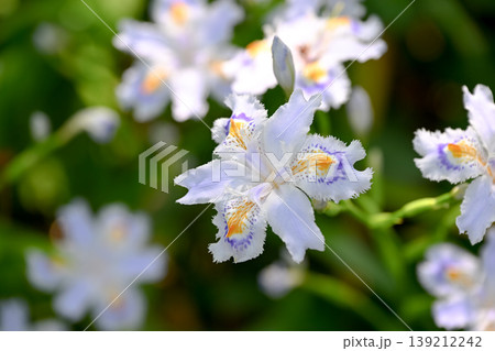 シャガの花 139212242
