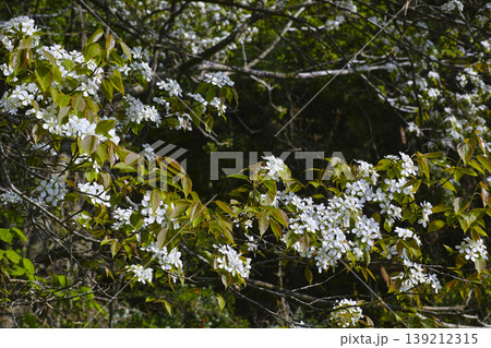 ヤマナシの花 ヤマナシの花 139212315
