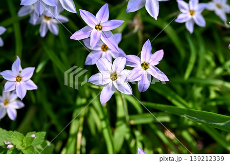 ハナニラの花 ハナニラの花 139212339