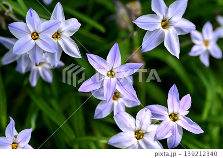 ハナニラの花 139212340