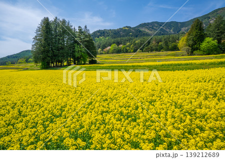 安曇野 菜の花畑 長野県 安曇野 菜の花畑 長野県 139212689