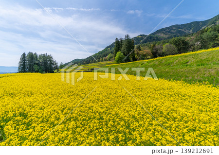 安曇野 菜の花畑 長野県 安曇野 菜の花畑 長野県 139212691