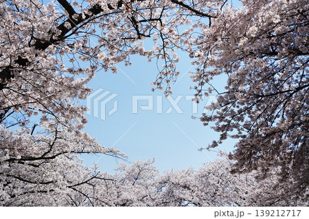 Close up of lush cherry blossoms blooming on branches in spring 139212717