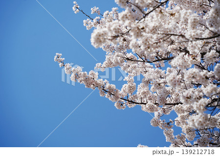 Close up of lush cherry blossoms blooming on branches in spring 139212718