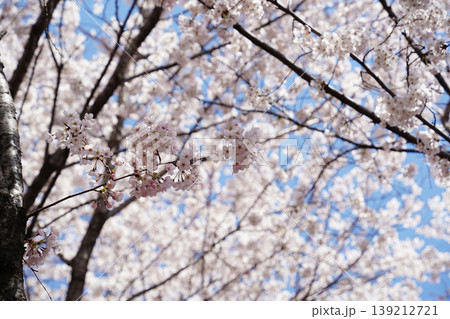 Close up of lush cherry blossoms blooming on branches in spring Close up of lush cherry blossoms blooming on branches in spring 139212721