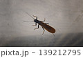 ハウスのネットに止まるカワゲラの成虫 139212795