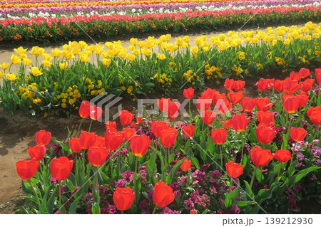 カラフルなチューリップ畑をあけぼの山農業公園で体験 139212930